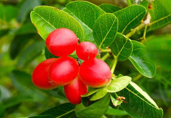 Goji Berry Tohumu 15 Adet Tohum Gojiberry Kurt Üzümü - 2