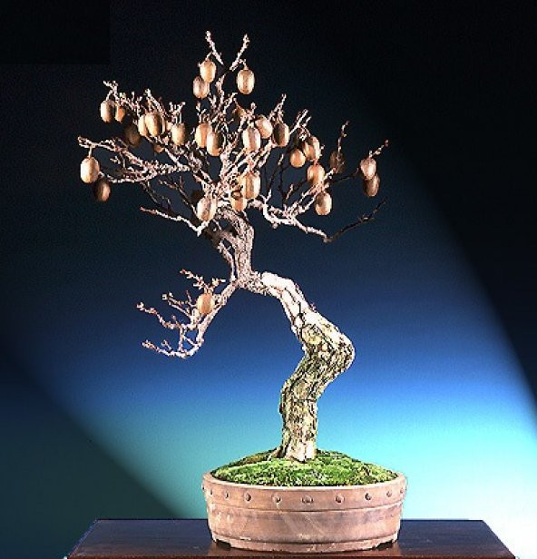 Kivi Bonzai Ağacı Tohumu 5 Adet Bonsai Ağacı Tohumu - 2