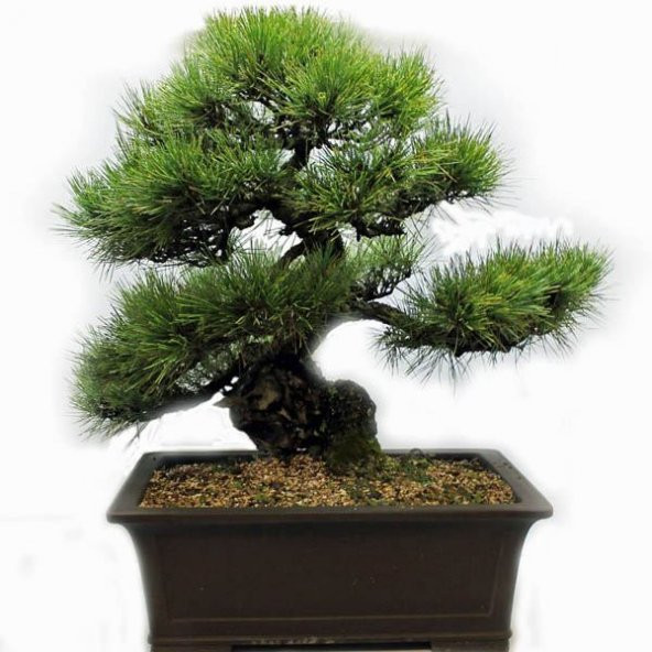 Selvi Bonzai Ağacı Tohumu 5 Adet Bonsai Ağacı Tohumu