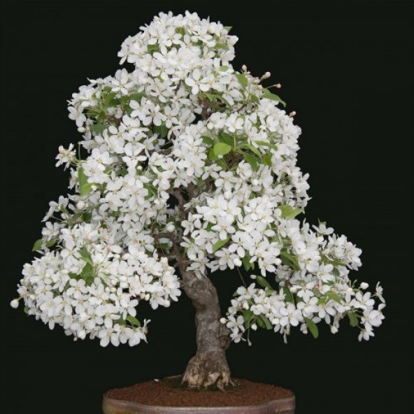 Beyaz Zakkum Bonzai Ağacı Tohumu 5 Adet Bonsai Ağacı Tohumu