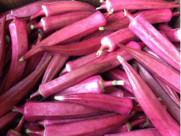 Nadir İthal Kırmızı Bamya Tohumu 5 Adet Tohum - 2