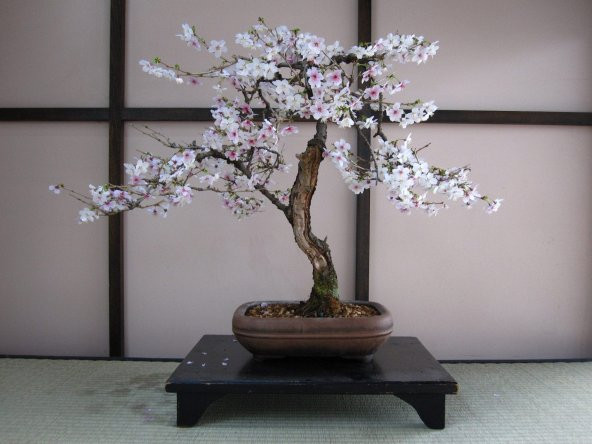Erik Bonzai Ağacı Tohumu 2 Adet Bonsai Ağacı Tohumu - 4