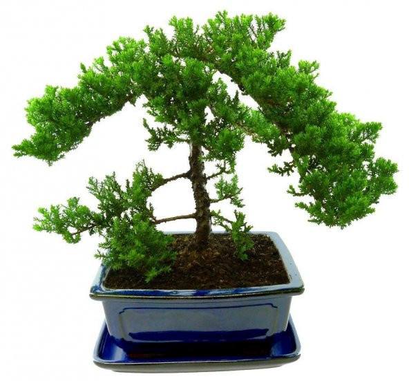 Selvi Bonzai Ağacı Tohumu 5 Adet Bonsai Ağacı Tohumu - 2