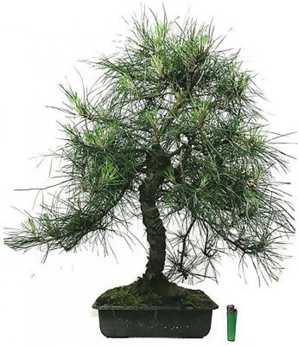 Karaçam Bonzai Ağacı Tohumu 5 Adet Bonsai Ağacı Tohumu