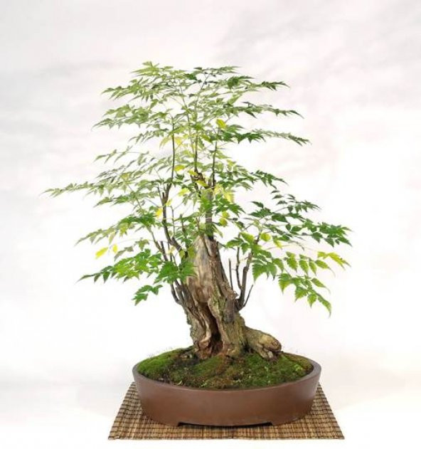 Mor Tesbih Bonzai Ağacı Tohumu 5 Adet Bonsai Ağacı Tohumu - 2