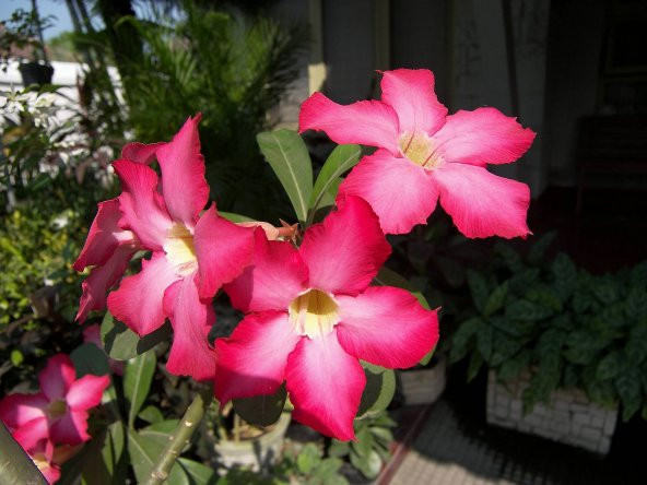 Pembe Zakkum Bonzai Ağacı Tohumu 5 Adet Bonsai Ağacı Tohumu - 3
