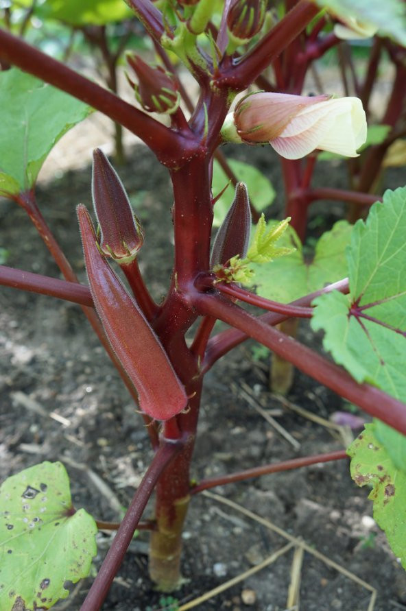 Nadir İthal Kırmızı Bamya Tohumu 5 Adet Tohum - 3