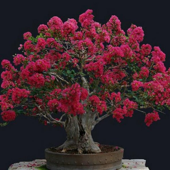 Mersin Bonzai Ağacı Tohumu 5 Adet Bonsai Ağacı Tohumu