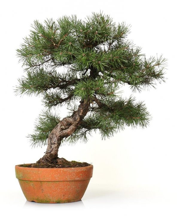 Sarıçam Bonzai Ağacı Tohumu 5 Adet Bonsai Ağacı Tohumu - 2