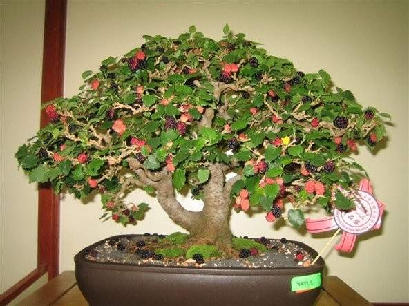 Karadut Bonzai Ağacı Tohumu 5 Adet Bonsai Ağacı Tohumu