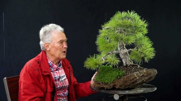 Karaçam Bonzai Ağacı Tohumu 5 Adet Bonsai Ağacı Tohumu - 2