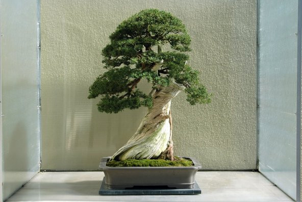 Selvi Bonzai Ağacı Tohumu 5 Adet Bonsai Ağacı Tohumu - 3
