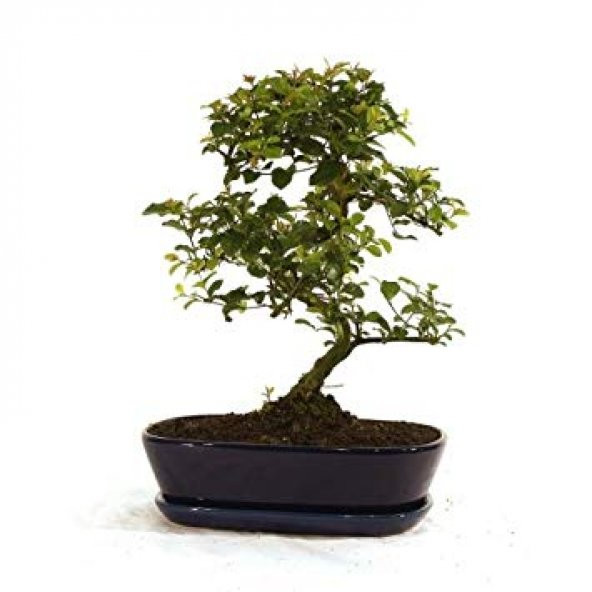 Mor Tesbih Bonzai Ağacı Tohumu 5 Adet Bonsai Ağacı Tohumu - 3