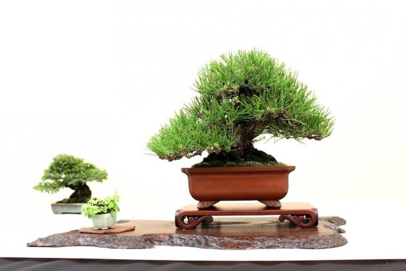 Fıstık Çamı Bonzai Ağacı Tohumu 2 Adet Bonsai Ağacı Tohumu - Resim 2
