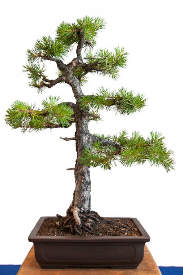 Sarıçam Bonzai Ağacı Tohumu 5 Adet Bonsai Ağacı Tohumu - 3