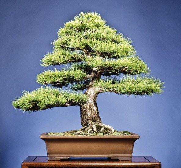 Karaçam Bonzai Ağacı Tohumu 5 Adet Bonsai Ağacı Tohumu - 3