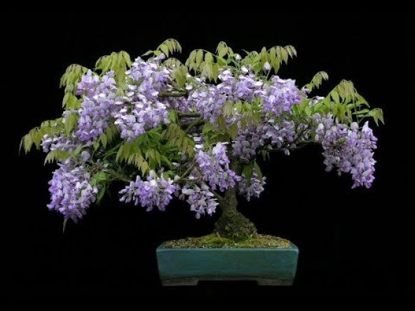 Jakaranda Bonzai Ağacı Tohumu 5 Adet Bonsai Ağacı Tohumu - 2
