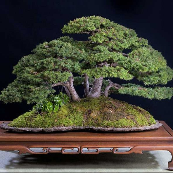 Fıstık Çamı Bonzai Ağacı Tohumu 2 Adet Bonsai Ağacı Tohumu - Resim 3