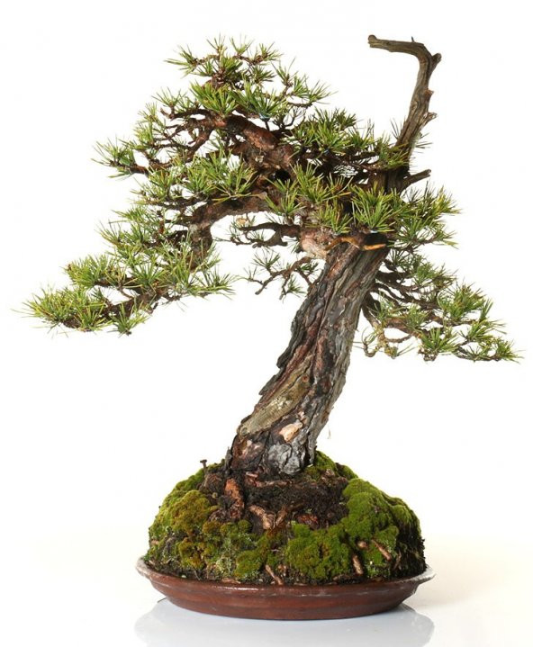 Karaçam Bonzai Ağacı Tohumu 5 Adet Bonsai Ağacı Tohumu - 4