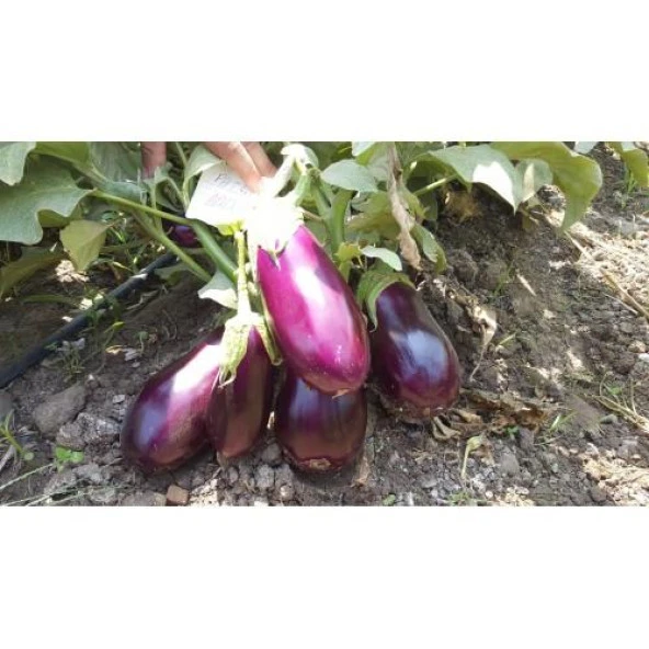 Patlıcan Tohumu Adana Dolmalık - 10 g (~ Takribi 1350 Tohum) - Resim 2