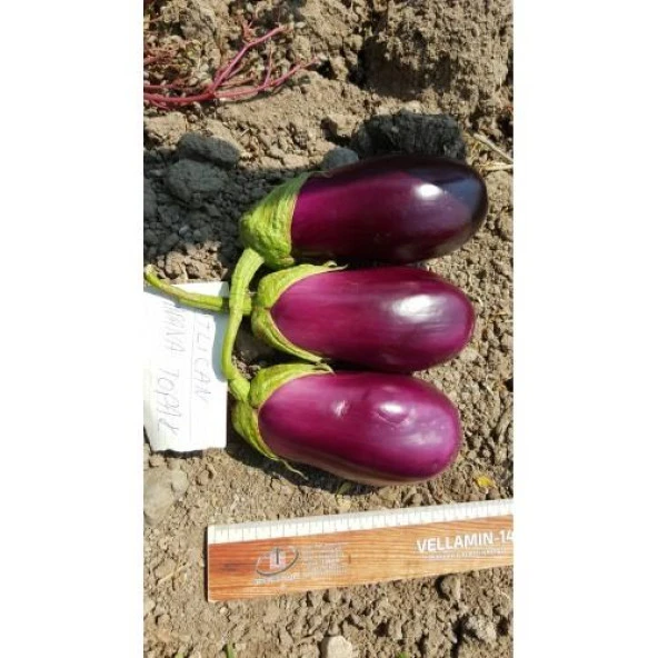 Patlıcan Tohumu Adana Dolmalık - 10 g (~ Takribi 1350 Tohum) - Resim 3