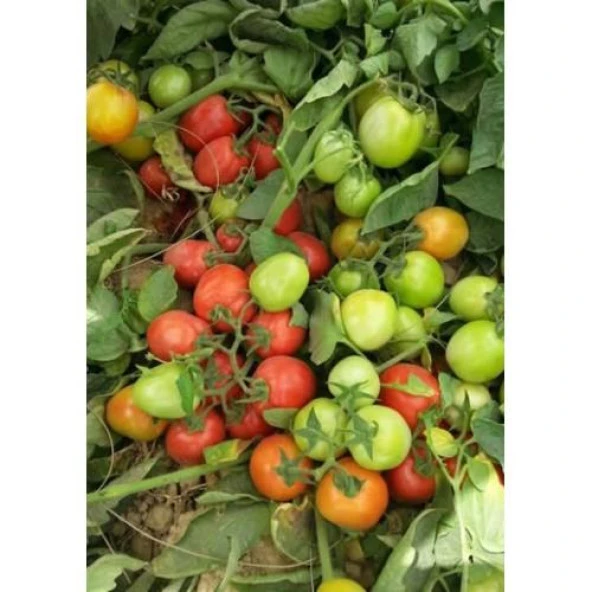 Domates Tohumu Hibrit SANAYİ TİPİ DOMATES A-Z-15 F1 50 Adet - Resim 2