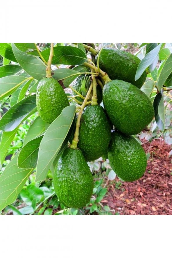 Aşılı saksıda  Fuerte Avokado(SINIRLI STOK) 4 Yaş Boy 60-90 Cm ürün görseli