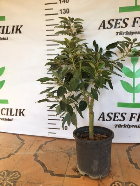 Aşılı saksıda  Fuerte Avokado(SINIRLI STOK) 4 Yaş Boy 60-90 Cm - Resim 2