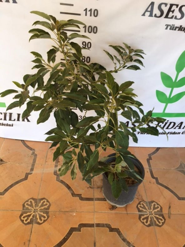 Aşılı saksıda  Fuerte Avokado(SINIRLI STOK) 4 Yaş Boy 60-90 Cm - Resim 3