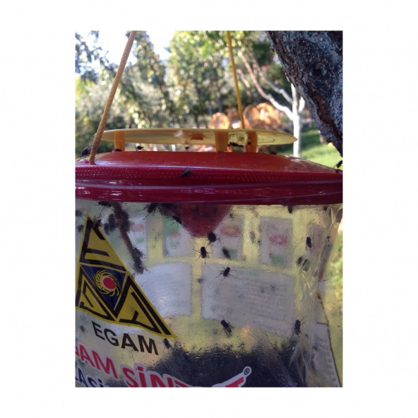 2 ADET Sintut Large Karasinek Tuzağı - 3