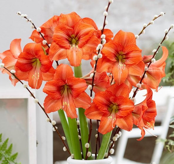 Hippeastrum Orange Queen Amaryllis soğanı - 1