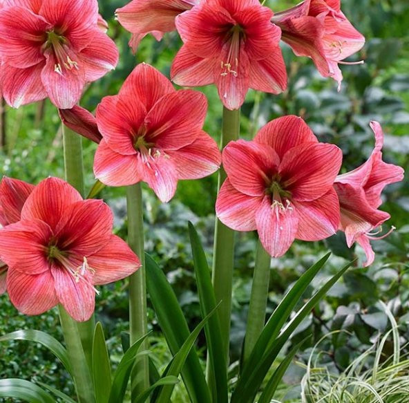 Hippeastrum Pink Panther Amaryllis soğanı