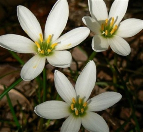 Zephyranthes Beyaz Zıpçıktı Soğanı
