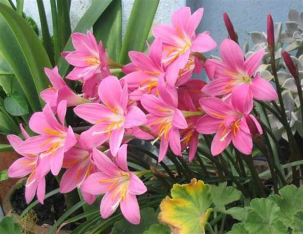 Zephyranthes Pembe Zıpçıktı Soğanı