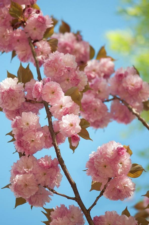 Prunus serrulata Kanzan Sakura Süs Kirazı fidanı - 2