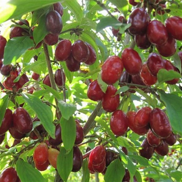 Cornus mas Yalova Aşılı Kızılcık fidanı