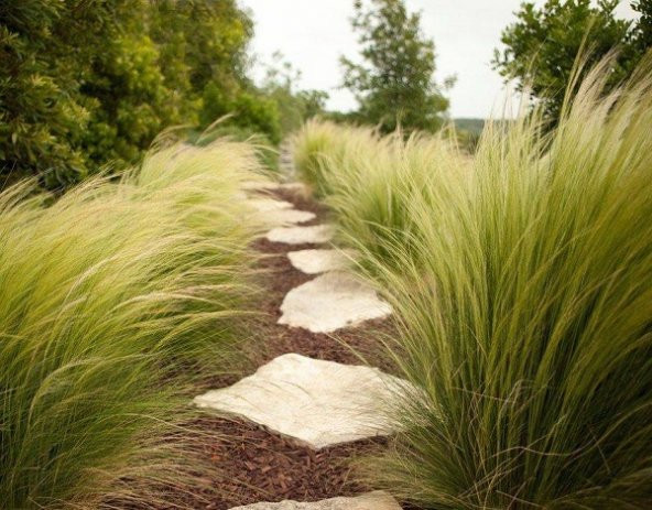 Stipa tenuissima Pony Tails Sorguç otu - 1