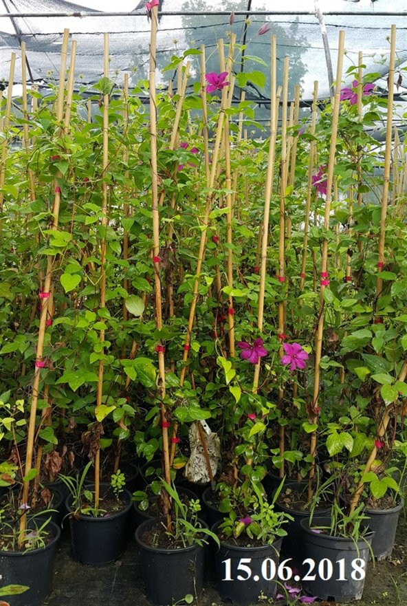 Clematis Sunset Klematis Orman asması fidanı - 7
