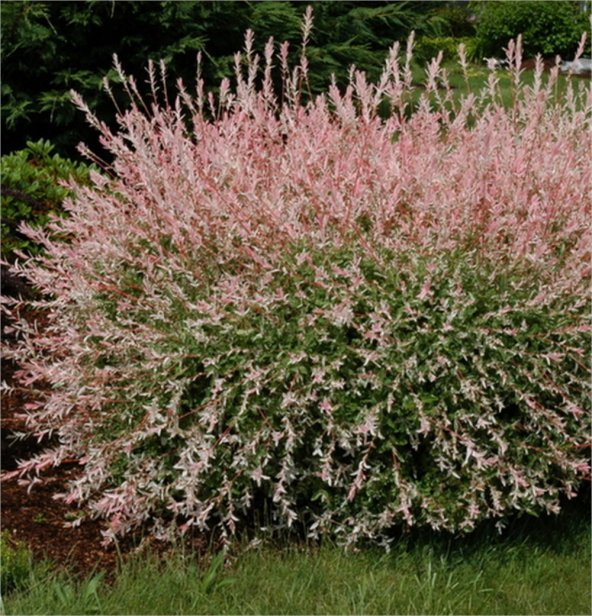 Salix integra Hakuro Nishiki salix Japon Söğüt fidanı - 1