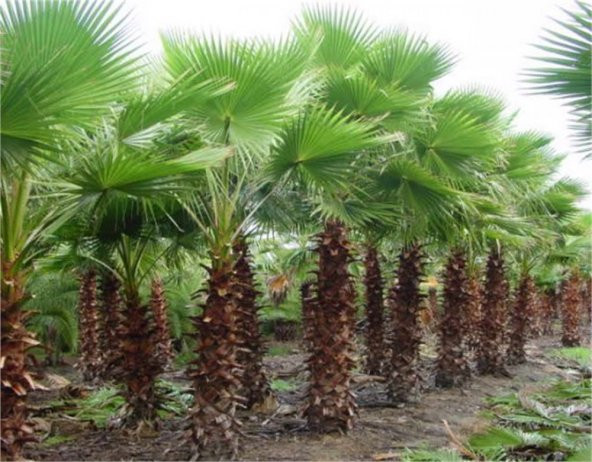 Washingtonia filifera Palmiye fidanı