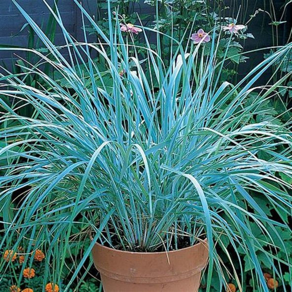 Leymus arenarius Blue Dune Tuzçavdarı fidanı