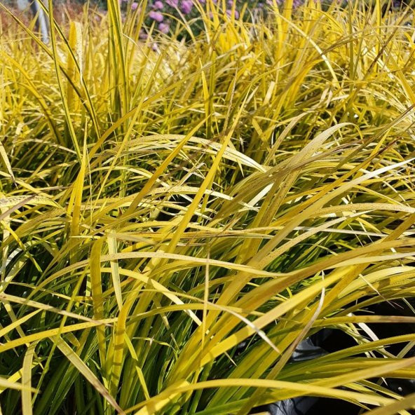 Acorus gramineus Golden Delight