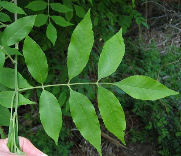 Fraxinus pennsylvanica Yeşil dışbudak fidanı - 1