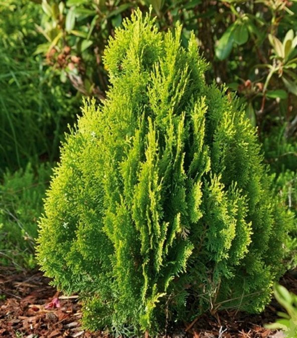 Thuja occidentalis Semperaurea Mazı fidanı