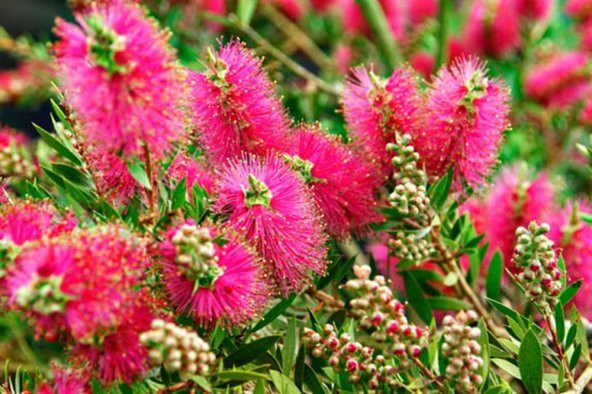 Callistemon citrinus Splendes Fırça Çalısı - 1