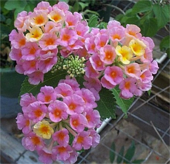 Lantana camara Ağaç Mine Pembe Çiçekli Çalı Mine fidanı - 1