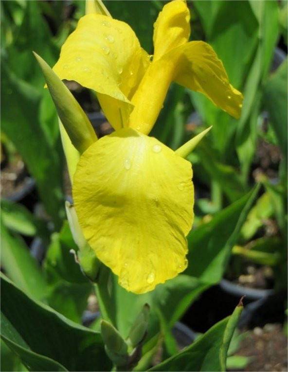 Canna Lily Yellow Kanna Kana Tesbih çiçeği fidesi - 1