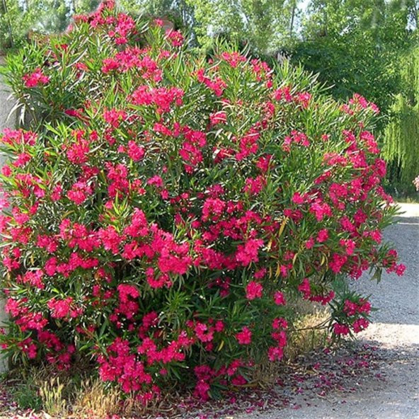 Nerium oleander nana Bodur Kırmızı Zakkum fidanı