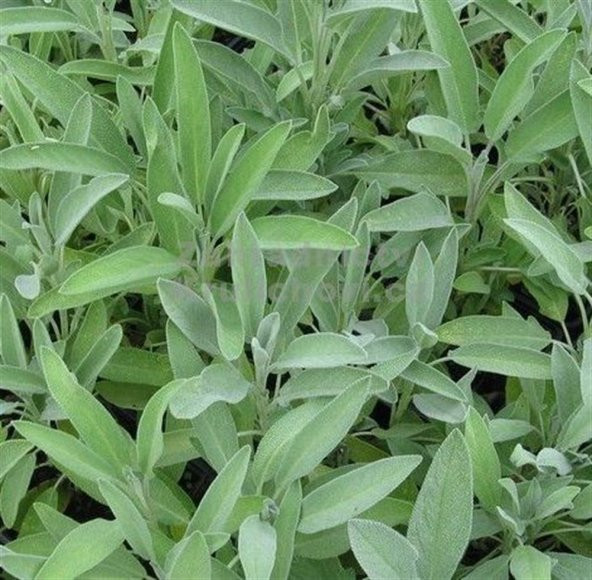 Salvia officinalis Adaçayı fidanı