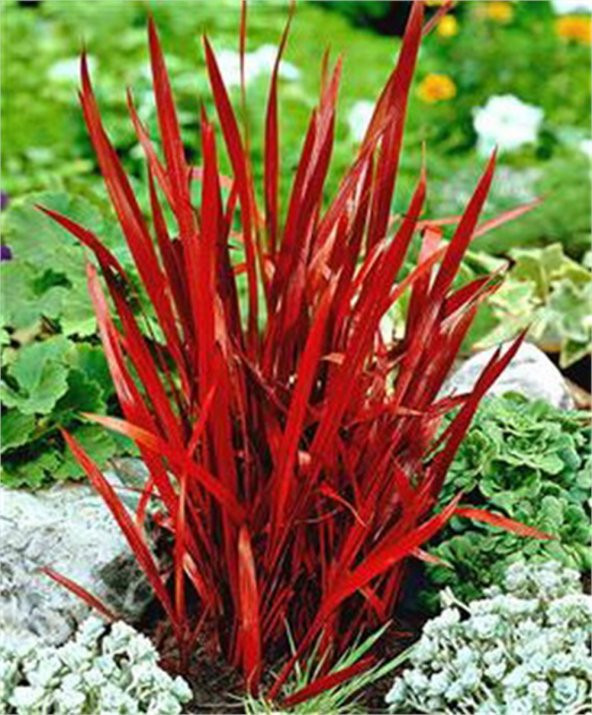 Imperata cylindrica Red Baron Japon Kan Çimi